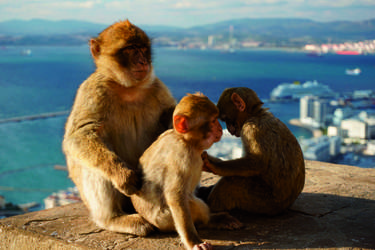 Saga Cruises Spirit of Adventure Monkeys in foreground Exterior ©Saga Cruises.jpg